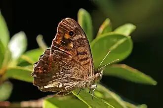 Male P. a. aegeria Portugal