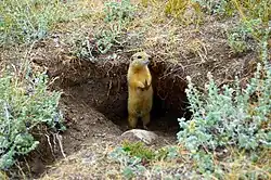 Ground squirrel on Olkhon Island