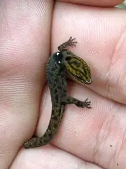 Salamanquita de la Virgen (Sphaerodactylus macrolepis)