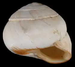 Sphincterochila candidissima