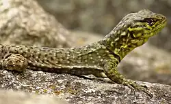 S. crassicaudatus, spiny whorltail iguana, Machu Picchu, Peru