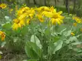 Balsamorhiza sagittata in East Knox Mountain Park, British Columbia, Canada.