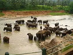 Sri Lankan elephants