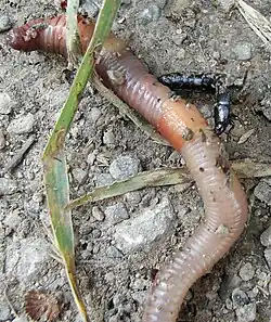 An adult attacking an earthworm