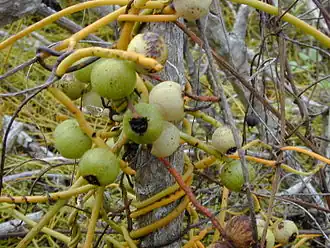 Fideillo (Cassytha filiformis)