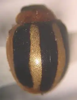 Brumoides suturalis