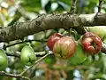 Fruits close-up