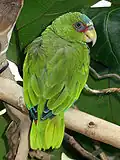 Juvenile