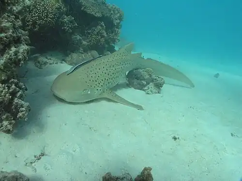 Stegostoma fasciatum (zebra shark) pictured on the reef in 2007