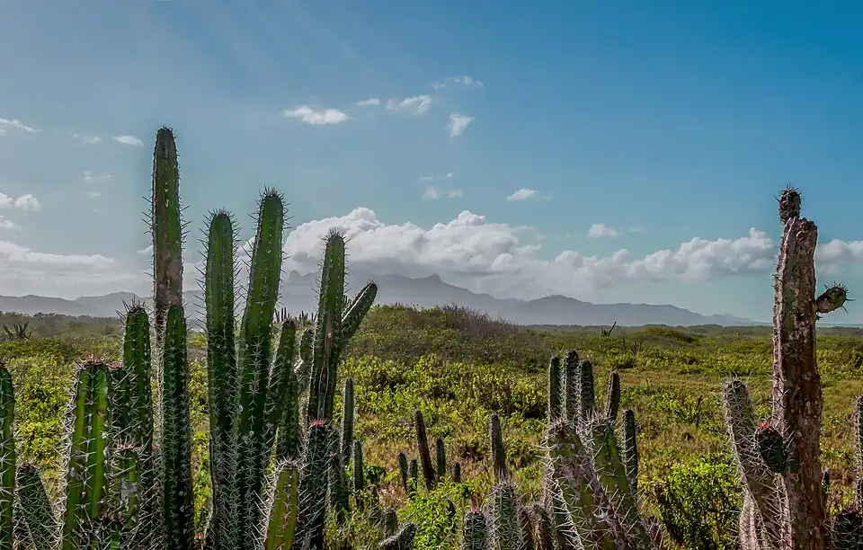 habitat in Macanao Peninsula, Margarita Island