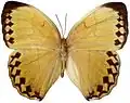 S. h. formosana male - dorsal view - Taiwan