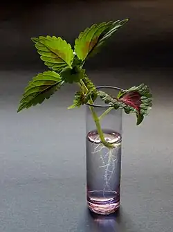 Cutting – after 14 days the roots are 6&nbsp;cm long.