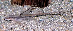 Sturisomatichthys panamense