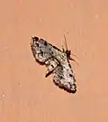 Sufetula sp.