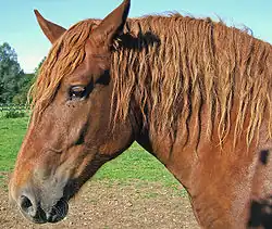 Image 24The ears can rotate (from Equine anatomy)