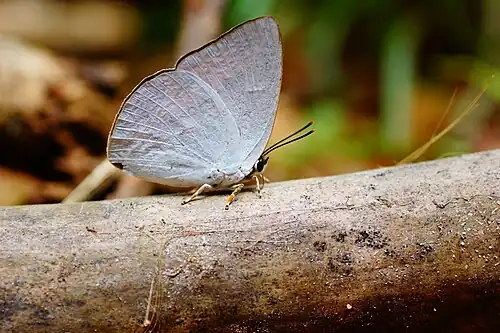 Ventral view
