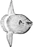Image 37The huge ocean sunfish, a true resident of the ocean epipelagic zone, sometimes drifts with the current, eating jellyfish. (from Pelagic fish)