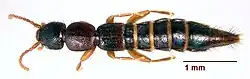 Sunius rufipes