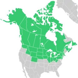 Symphyotrichum boreale native distribution: Canada — Alberta, British Columbia, Manitoba, New Brunswick, Newfoundland, Northwest Territories, Nova Scotia, Nunavut, Ontario, Prince Edward Island, Québec, Saskatchewan, and Yukon; US — Alaska, Colorado, Idaho, Illinois, Indiana, Iowa, Massachusetts, Michigan, Minnesota, Montana, Nebraska, New Hampshire, New Jersey, New York, North Dakota, Ohio, Pennsylvania, South Dakota, Vermont, Washington, West Virginia, Wisconsin, and Wyoming