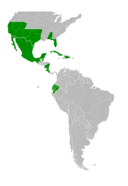 Symphyotrichum parviflorum native distribution: USA (Alabama, Arizona, California, Florida, Nevada, New Mexico, Oklahoma, Texas, Utah); Costa Rica; Belize; Cuba; Ecuador; Mexico (Aguascalientes, Baja California Norte, Baja California Sur, Campeche, Chiapas, Chihuahua, Coahuila, Colima, Ciudad de Mexico, Durango, Guanajuato, Guerrero, Hidalgo, Jalisco, México State, Michoacan, Morelos, Nayarit, Nuevo León, Oaxaca, Puebla, Querétaro, Quintana Roo, San Luis Potosí, Sinaloa, Sonora, Tabasco, Tamaulipas, Tlaxcala, Veracruz, Yucatán, Zacatecas); Belize; Nicaragua; Haiti; Dominican Republic.