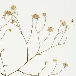S. regnelli: Details of a Symphyotrichum regnelli herbarium specimen held at the New York Botanical Garden, collected 10 March 2001, Rio Grande do Sul, Brazil.
