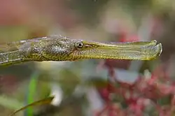 Syngnathus typhle