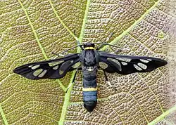 Syntomoides imaon