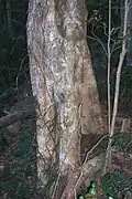 Brush Cherry, Mount Keira