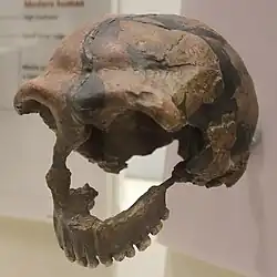 Homo neanderthalensis fossil from Tabun C1 (replica). 120000&nbsp;– 50000&nbsp;BP (National Museum of Natural History)