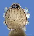 Dorsal detailed view of a male's prosoma