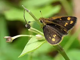 Dorsal view
