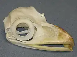 Tawny frogmouth, showing large scleral rings.