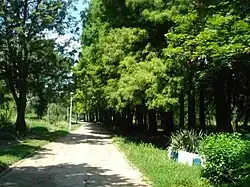 Taxodium distichum (L.) L.C.M. Rich tree, path in Botanical Garden of Craiova