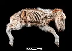 Image 9A dehydrated anatomical specimen of a foal (from Equine anatomy)