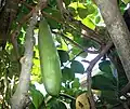 Tecomanthe speciosa seedpod, photographed midsummer