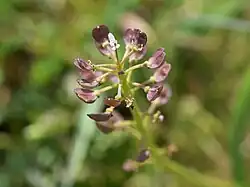 Going to seed