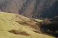 Livestock grazing