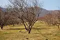 Peach trees