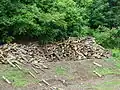 Trees cut into logs