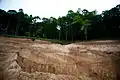 Forest destruction in summer 2012