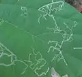 Linear mine first instar larva