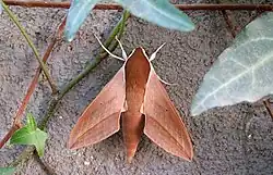 Theretra alecto