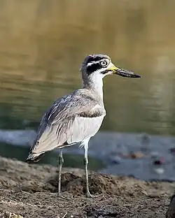 A large black and white bird in a grassy field