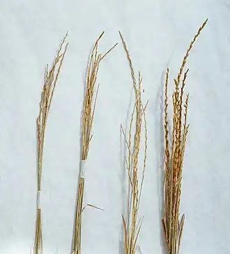 Abnormally thick heads (far right) compared to those of wild-type plants