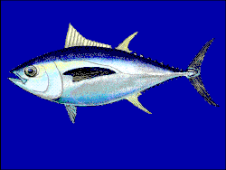 Image 64Bigeye tuna cruise the epipelagic zone at night and the mesopelagic zone during the day (from Deep-sea fish)