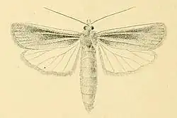 Thopeutis galleriellus