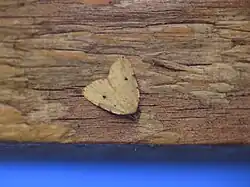Thumatha fuscescens