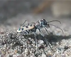 Lophyra catena