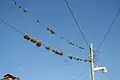 Tillandsia growing on telephone lines in Bolivia