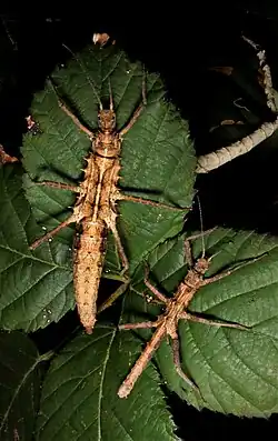 Pair of Tisamenus draconinus 'Cagayan'